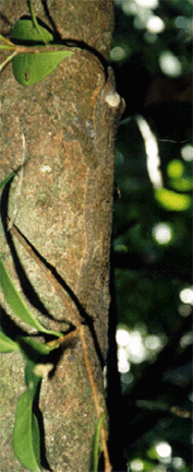 Uroplatus Geko on limb